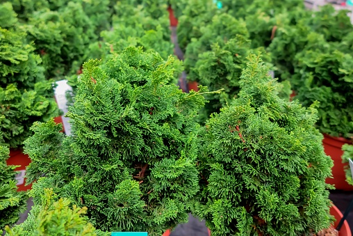 Full frame close up of group green false cypress trees (chamaecyparis obtusa nana gracilis) in flower pots in german garden center