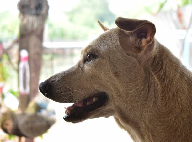 istock Happy Dog isolated , thailand 1200359343