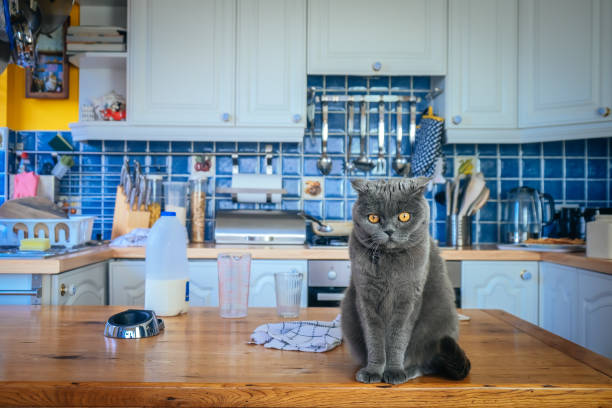 кошка на кухне - blue cat стоковые фото и изображения