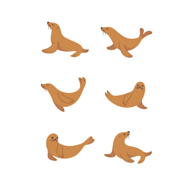 illustrazioni stock, clip art, cartoni animati e icone di tendenza di set di icone - sea lion