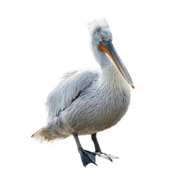 istock Pelican on transparent background 1200359750