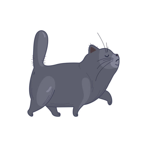 An Important Fat British Cat Walks Proudly His Nose High Stock Illustration  - Download Image Now - Istock