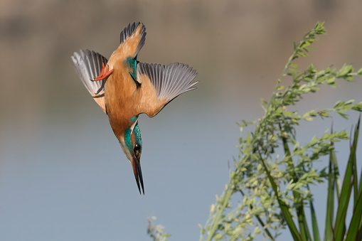 Kingfisher diving (Alcedo atthis)