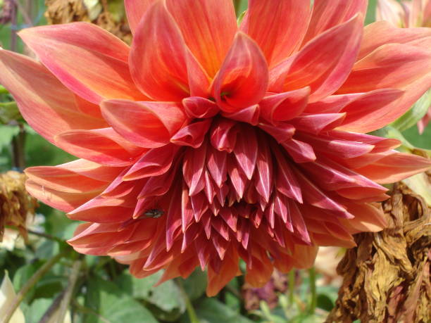 istock Beautiful orange coloured dahlia flower 1200362699
