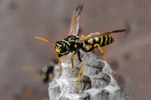istock wasp sitting on top of wasp nest close up 1200362846