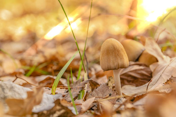 istock mushroom autumn brown foliage 1200363765
