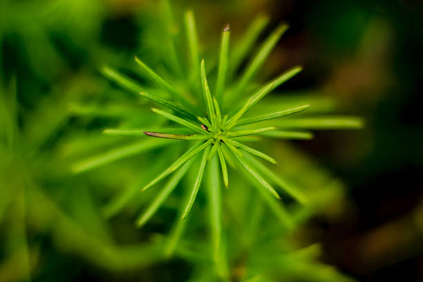 istock green nature plant closeup top view 1200363816