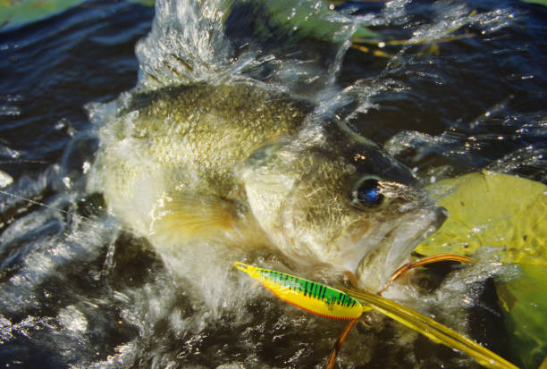 istock Largemouth Bass 4109 1200363998