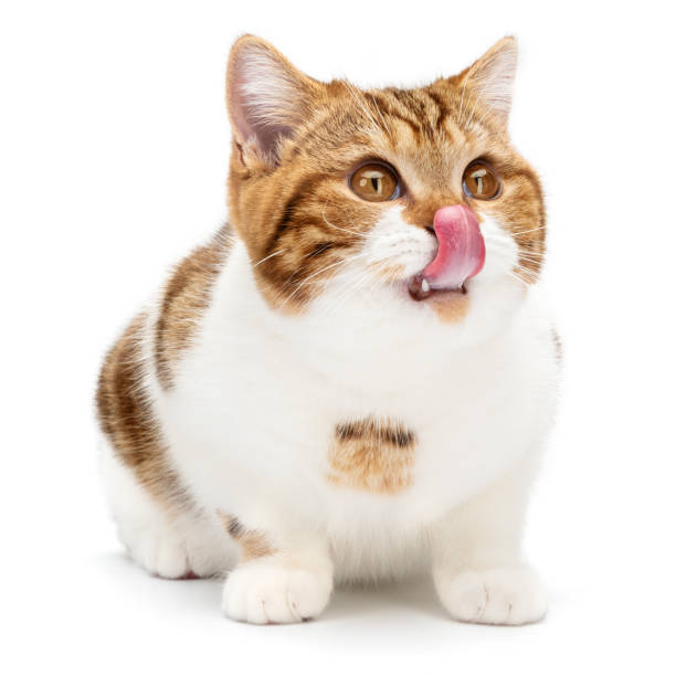 British Cat licks mouth and shows big tongue isolated on white background. Young funny Cat lying looks to right and up from camera with beautiful cute big eyes and shows tongue, front view British Cat licks mouth and shows big tongue isolated on white background. Young funny Cat lying looks to right and up from camera with beautiful cute big eyes and shows tongue, front view. cat sticking out tongue stock pictures, royalty-free photos & images