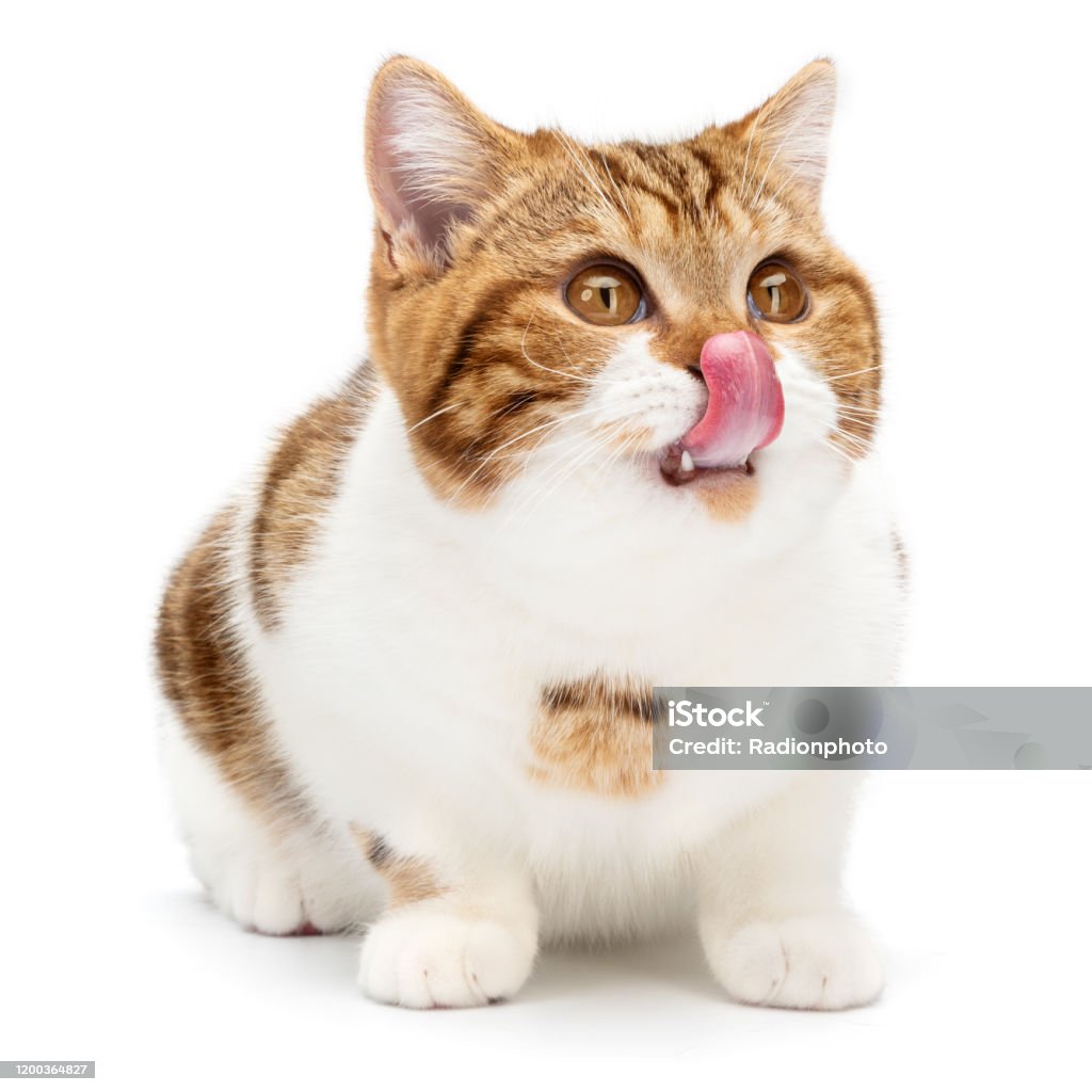 молодые лижут Британский Кот Лижет Рот И Показывает Большой Язык Изолированный На Белом  Фоне Молодой Смешной Кот Лежал Смотрит Направо И Вверх От Камер — стоковые  фотографии и другие картинки Домашняя кошка - iStock