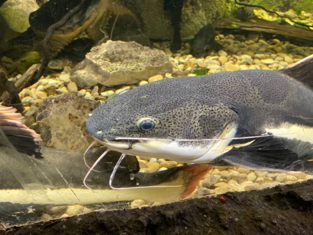 istock Catfish Sea It To Believe 1200366232