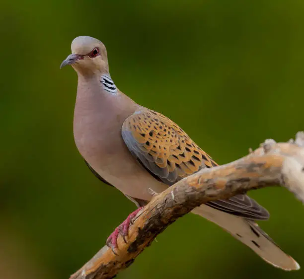 Photo of Turtle Dove - Streptopelia turtur, Spain