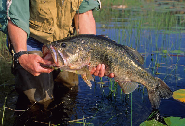 persico trota 4506 - largemouth bass foto e immagini stock