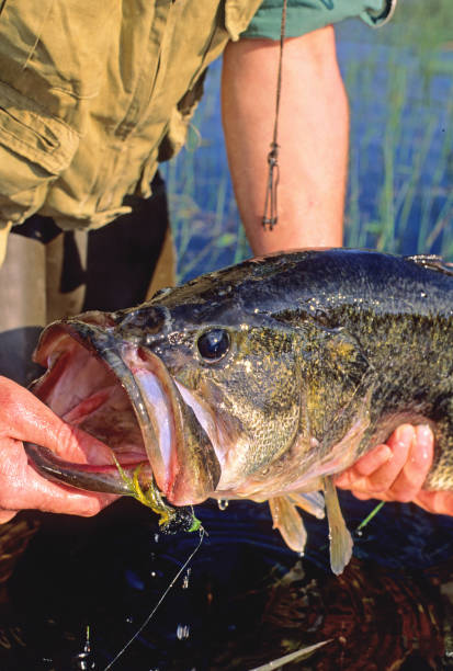 istock Largemouth Bass 4507 1200366656
