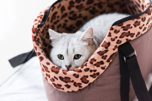 istock Shorthair grey cat hiding in backpack 1200367310