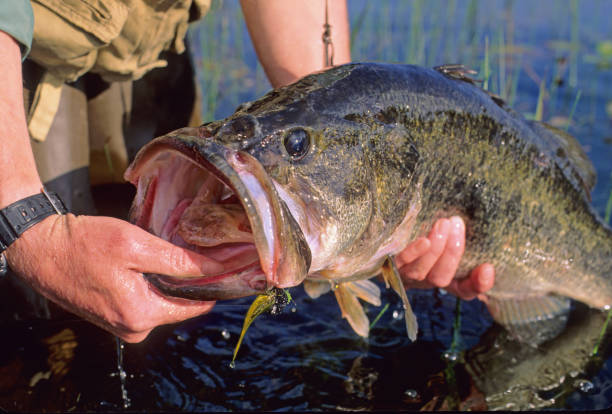 istock Largemouth Bass 4508 1200367422