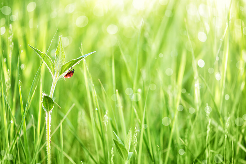 Red ladybug on a leaf of green grass in the early morning on a meadow covered with dew drops in the rays of the sun