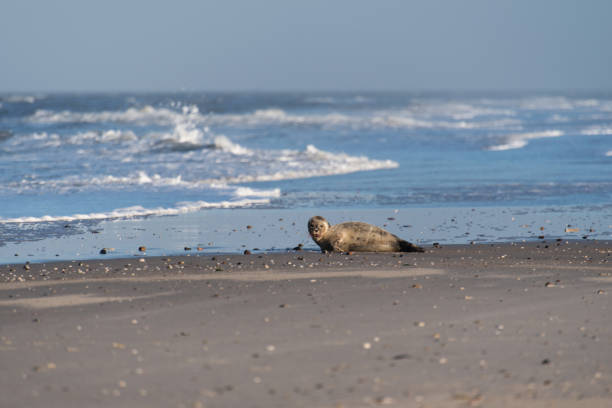 selo na praia de amrum em alemanha - wadden wadden sea unesco world heritage site sea - fotografias e filmes do acervo