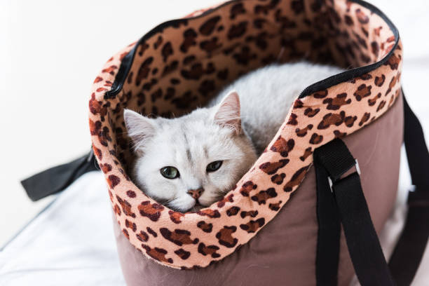 istock Shorthair grey cat hiding in backpack 1200368971