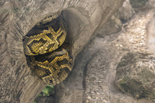 istock snake resting in a hollow tree. reptiles of Asia. 1200370101
