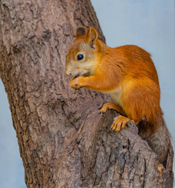 un écureuil rouge avec les yeux noirs lumineux ronge une noix sur un arbre avec l'écorce brune au creux - squirrel red squirrel black forest forest photos et images de collection