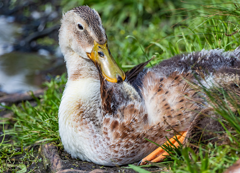 A gray brown young fluffy duckling with yellow wet nose is resting on a green grass lawn near the pond in the park in the summer.