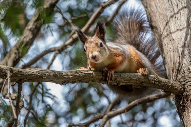 l'écureuil gris et rouge avec les yeux noirs lumineux se repose sur une branche brune de pin sur le fond brouillé avec la lumière de bokeh dans un parc en automne et regarde un appareil-photo - squirrel red squirrel black forest forest photos et images de collection