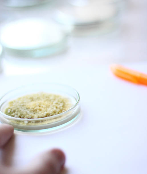 istock Bacterial culture plate in microbiology laboratory 1200371526