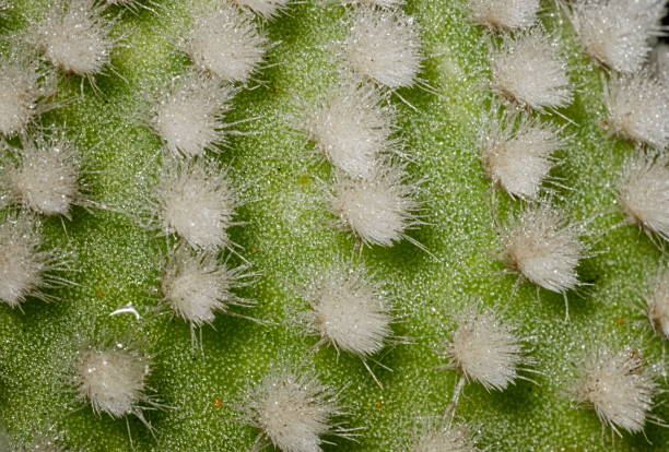 istock Bunny ear cactus (Opuntia microdasys) detail 1200372537