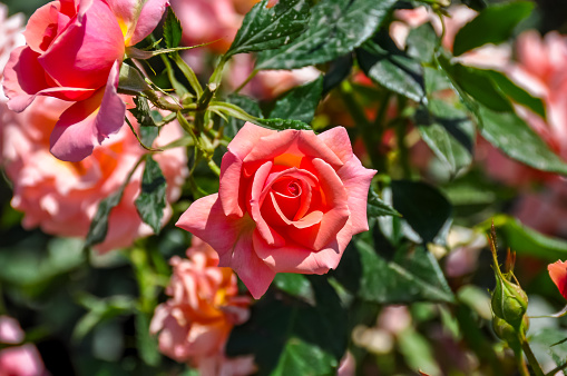 Blooming roses in Hyde park, London, UK