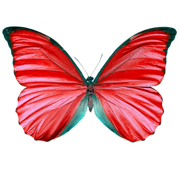 istock Butterfly with red wings on a white background. 1200374113