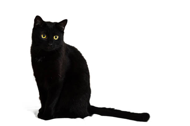 istock A black cat with yellow eyes sits on a white 1200374279