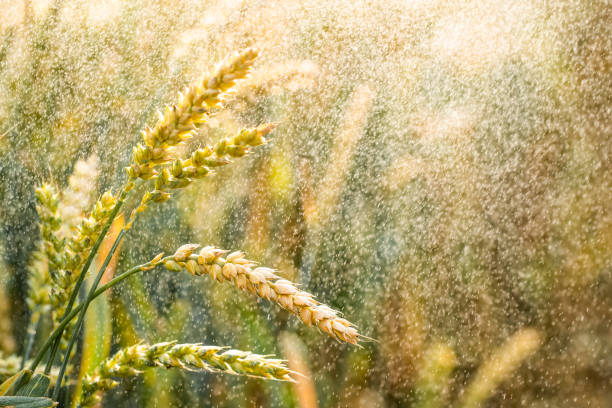 Wheat ears with rain drops closeup