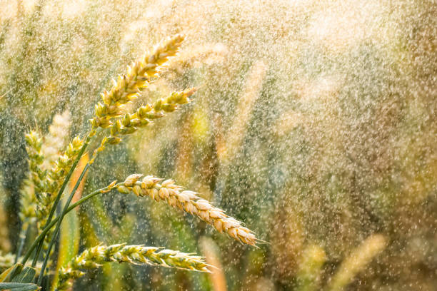 wheat ears with rain drops closeup - wet places imagens e fotografias de stock
