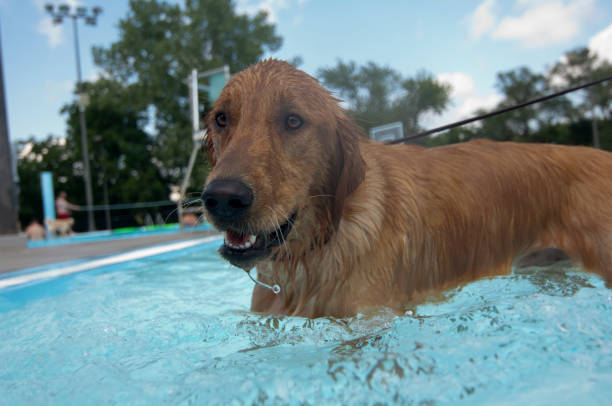 istock Wet Golden Retriever 1200375369
