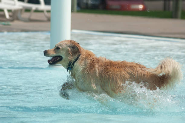 istock Dog Splashes in Swimming Pool 1200375379