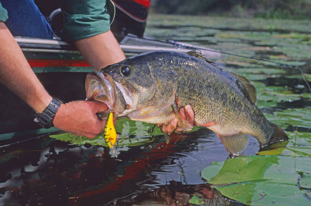 Largemouth Bass 4902 fisherman holding 10 pound trophy largemouth bass freshwater bass stock pictures, royalty-free photos & images