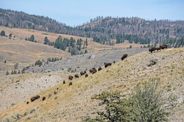 istock Landscape in Yellowstone dotted with a herd of Bison. 1200376616