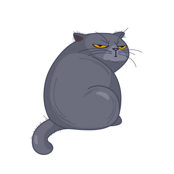 기분을 상하게 한 영국 뚱뚱한 고양이는 하얀 배경을 냉혹하게 바라보며 뒤로 앉아 있다. 벡터 - looking away illustrations stock illustrations