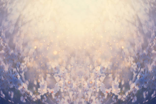 Spring blossom background. Beautiful garden nature scene blooming flowering tree art sun flare. Sunny day branch white flowers flora Orchard. Abstract blur background Springtime banner free space text fondo de flor de primavera. hermosa escena de la naturaleza del jardín floreciendo el sol del arte del árbol floreciente. sunny day rama flores blancas flora huerto. fondo de desenfoque abstracto texto espacio libre de banner de primavera