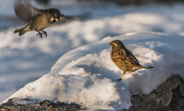 istock A gray and brown sparrow sits on a gray concrete surface with white snow and eats bird-seed and the second sparrow is in flight in winter 1200378728