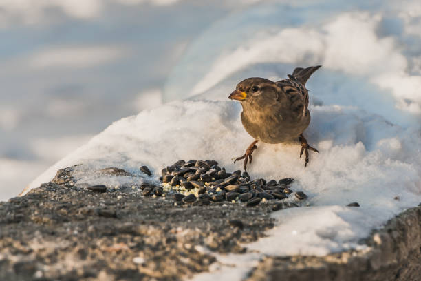 istock One gray and brown sparrow sits on a gray concrete surface with white snow and eats bird-seed in winter 1200379360