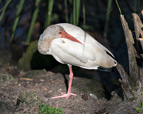 White Ibis bird image standing on one foot and resting its head and beak on its white feathers with a foliage background enjoying its surrounding and environment.