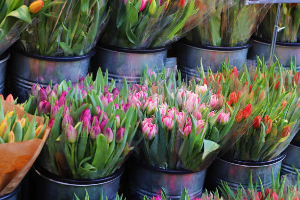 close-up of multi colored bunches of tulips which are offered at a market