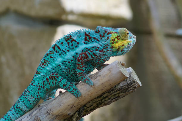 istock A colorful chameleon in a terrarium 1200380601