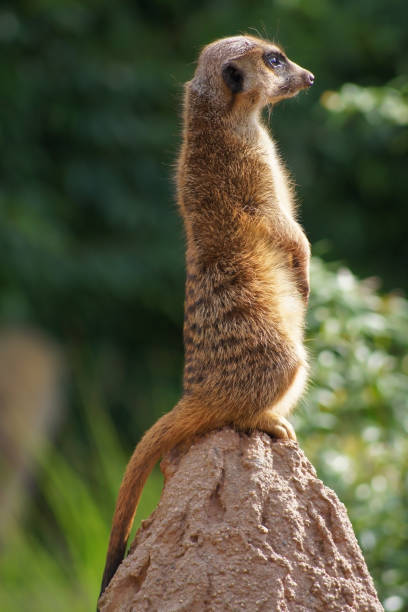 istock A cute meerkat on the lookout 1200380603