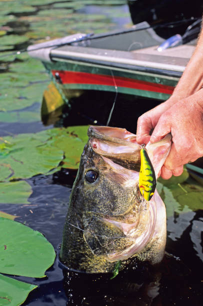 istock Largemouth Bass 4900 1200380614