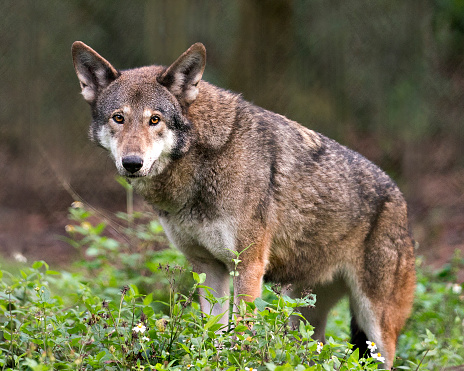 Red wolf close-up image looking at the camera with foliage foreground  and bokeh background, displaying brown fur, and enjoying its environment and surrounding.
