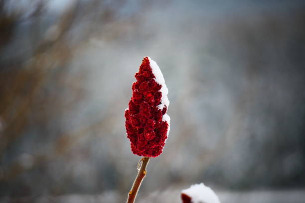 Bright red vinegar sumac under the snow in close-up