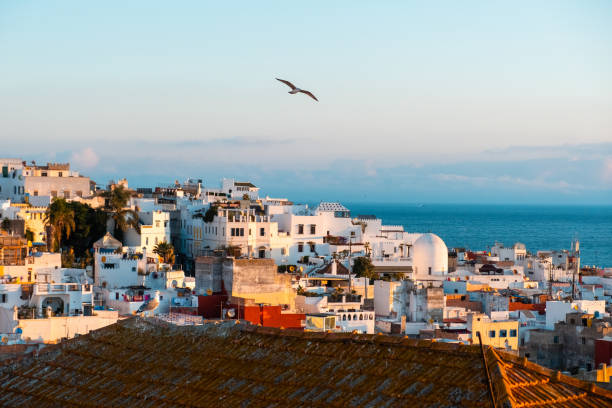 Tangier medina at dawn, seagull the ancient city of Tangier whit a seagull morocco photos stock pictures, royalty-free photos & images